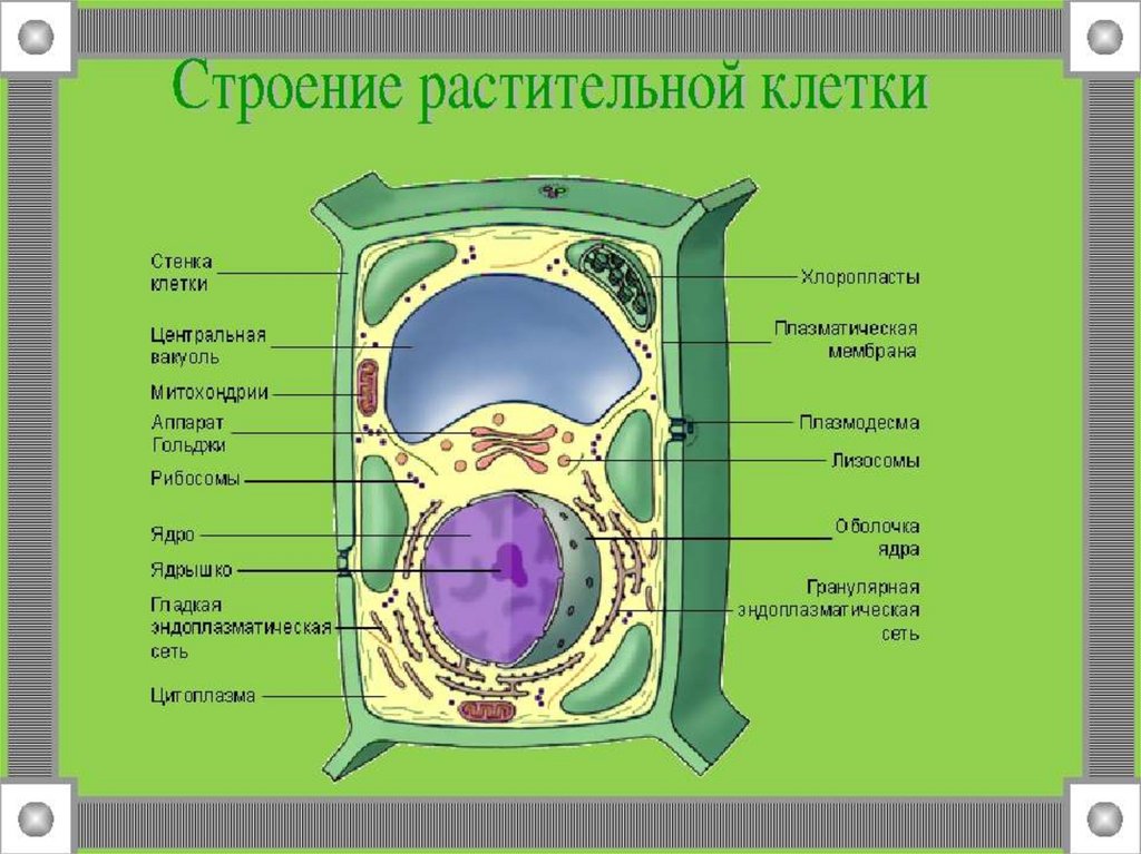 На рисунке изображена растительная клетка хлоропласт обозначен буквой