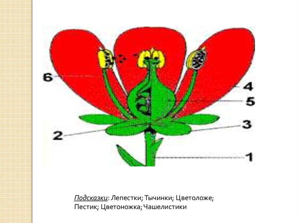 Части цветка лепесток. Тычинка пестик цветоложе чашелистик. Цветоножка цветоложе чашелистики лепестки тычинки пестик. Чашелистики лепестки и тычинки. Пестик тычинка лепесток.