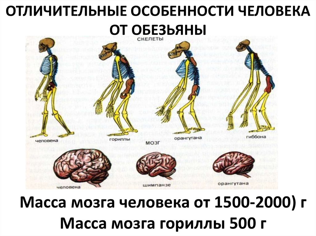 Мозг гориллы и человека