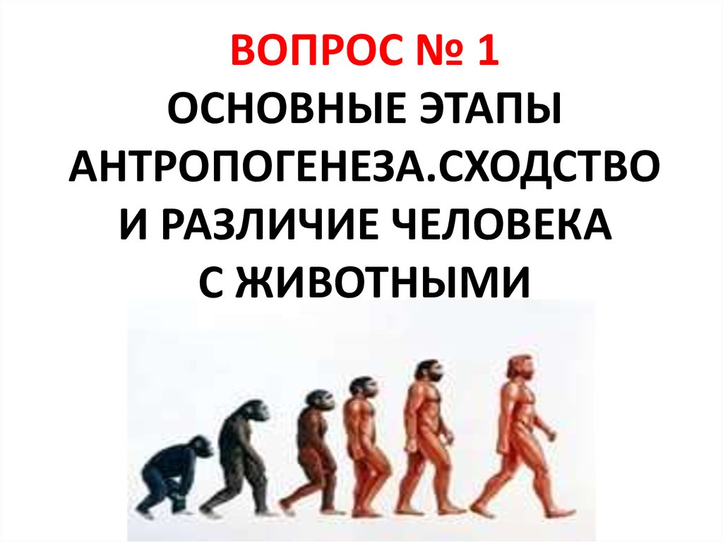 Основные этапы антропогенеза презентация