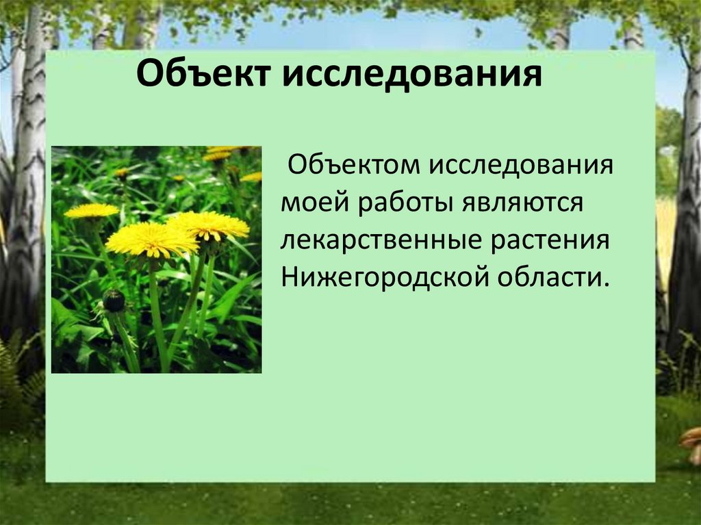 Растения нижегородской области фото и описание