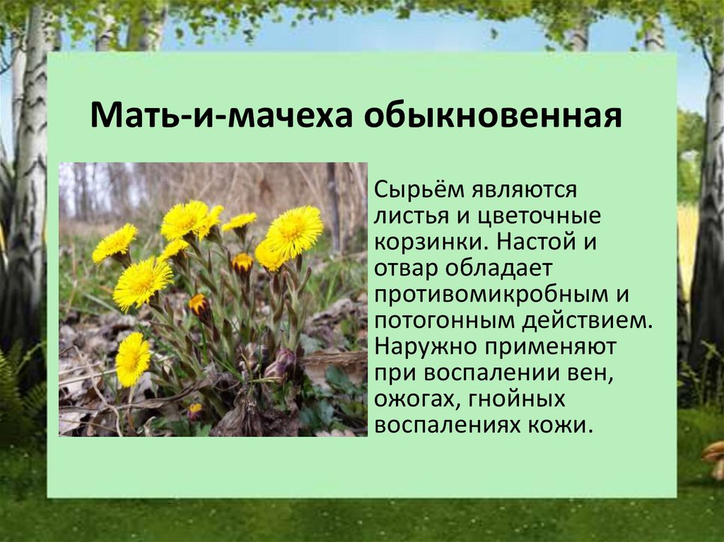 Какие растения встречаются в природе твоего края. Лекарственное растения Нижегородской области мать и мачеха. Лекарственные растения Нижегородской области. Лекарственные растенияижегородской обл. Лечебные растения Нижегородской области.