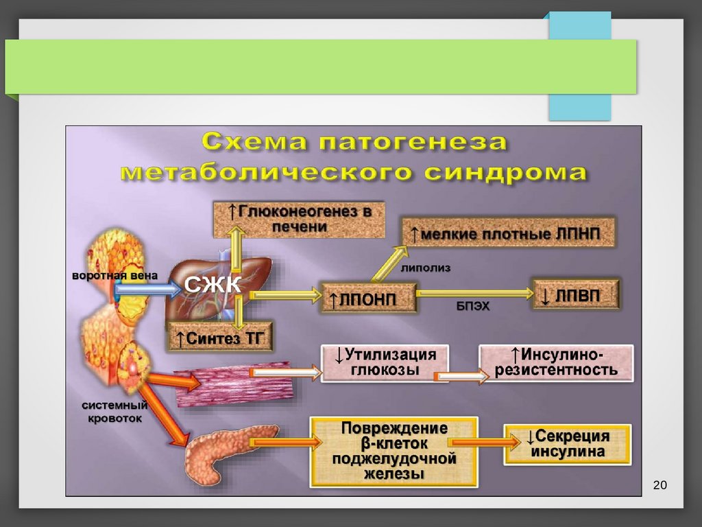 Метаболический синдром картинки для презентации