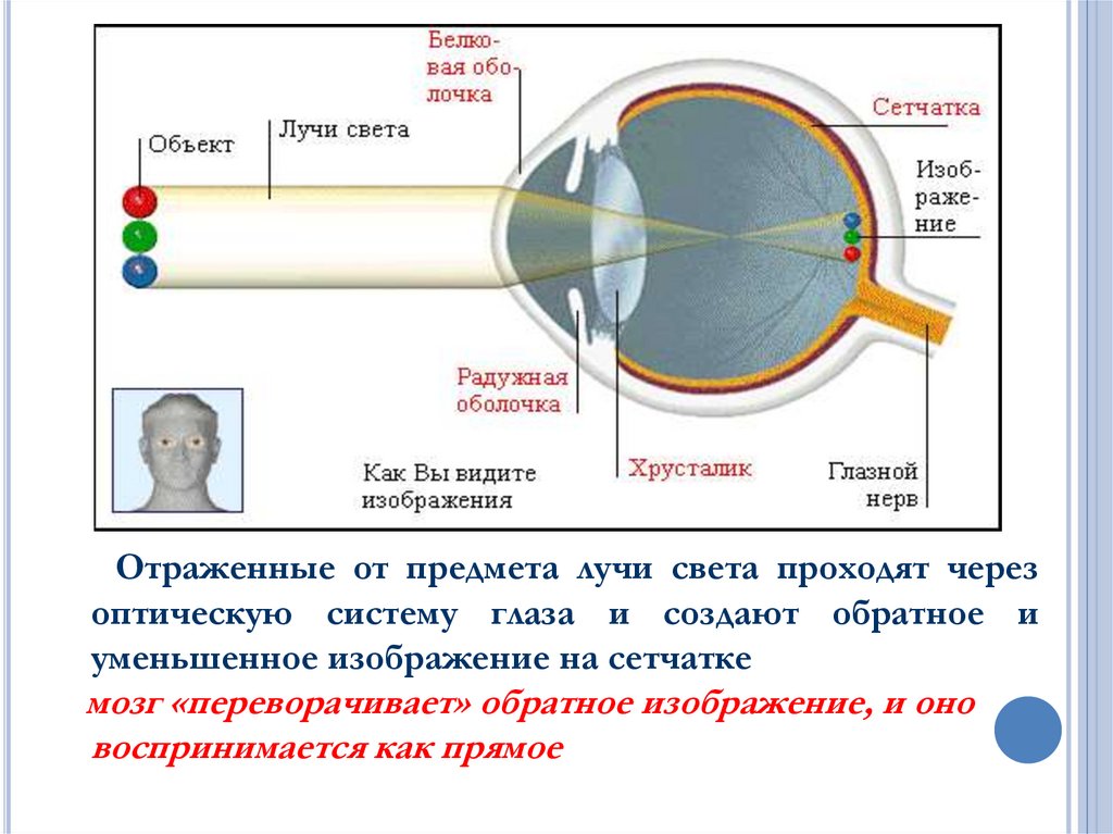 Какие тела мы видим. Изображение на сетчатке глаза. Зрение перевернутое изображение. Схема прохождения света через оптическую систему глаза. Восприятие изображения глазом.