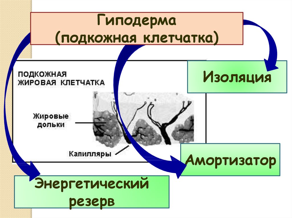 3 гиподерма. Функции гиподермы кожи. Гиподерма строение. Амортизатором гиподерма. Гиподерма строение и функции.