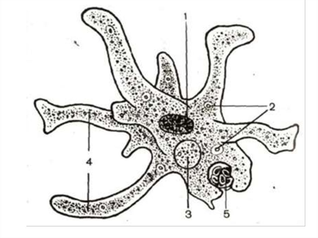 Части простейшего. Строение амебы Протей Пасечник. Псевдоподии у амебы. Строение амебы псевдоподии. Амеба биология 7.