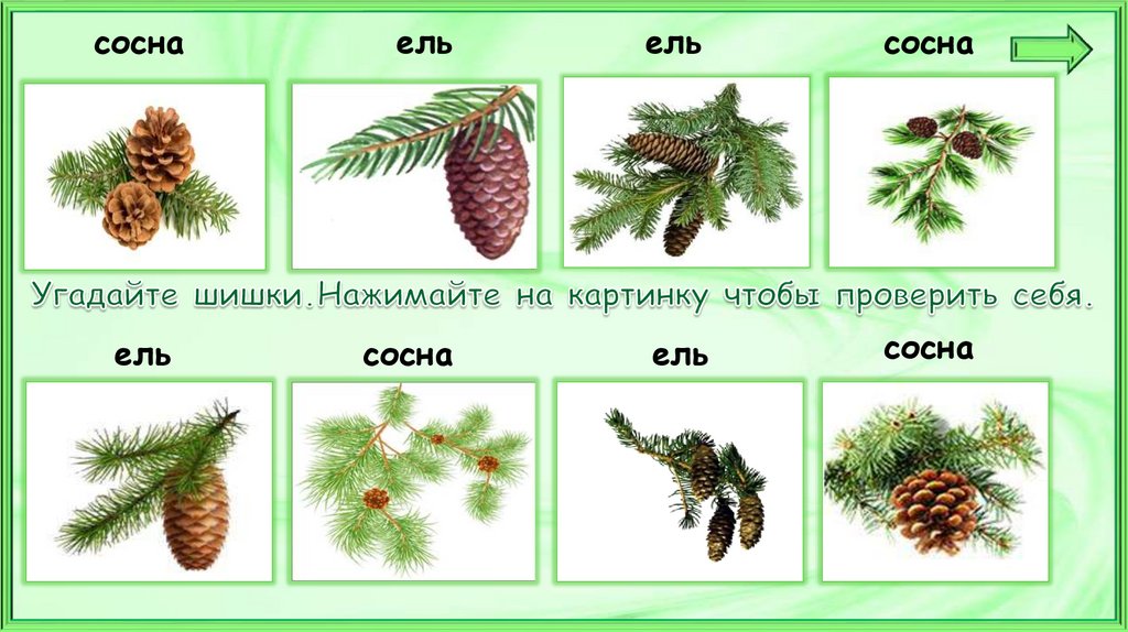 Окружающий мир 1 класс хвойные деревья презентация 1 класс