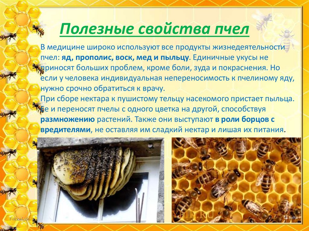 Пчёлы - презентация онлайн