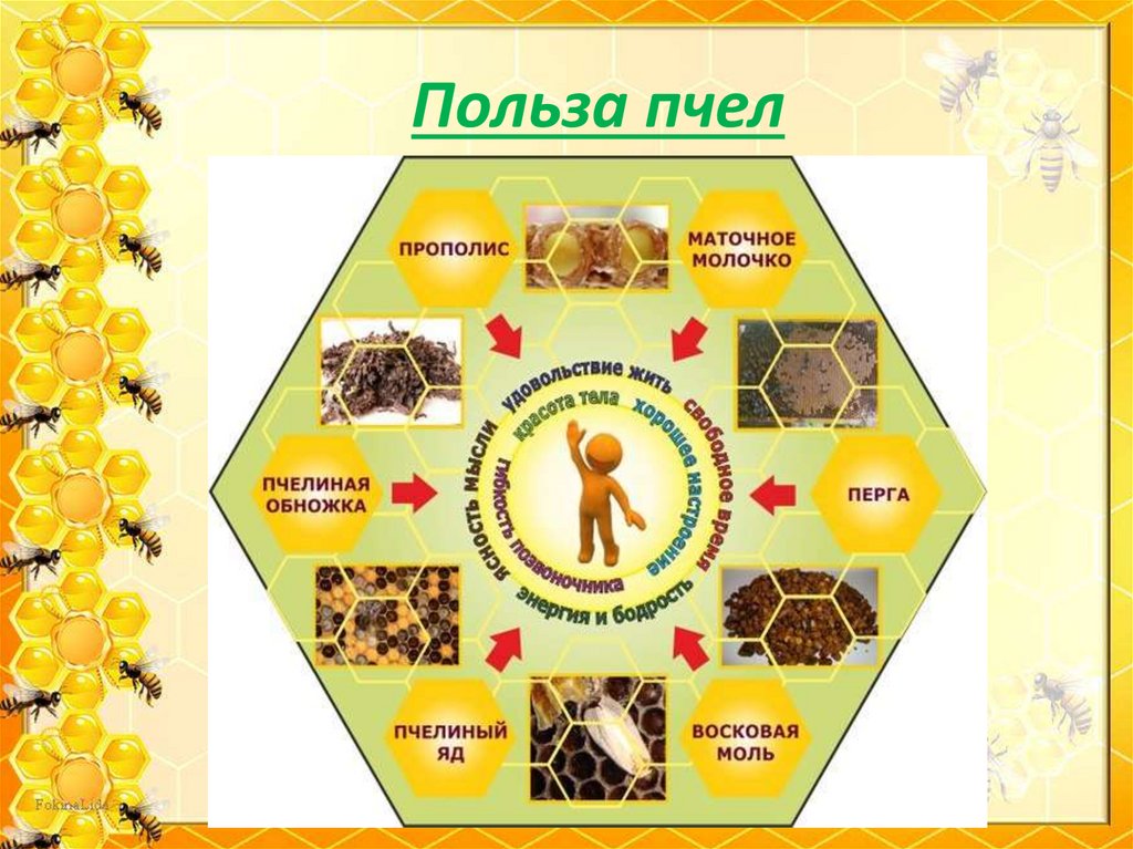 Продукция пчеловодства презентация