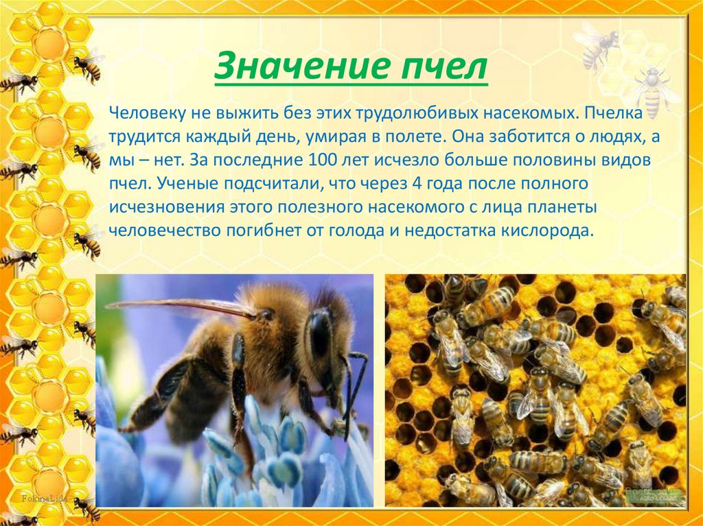 Пчелы в жизни человека. Породы медоносных пчел. Важные сведения о пчелах. Доклад о пчелах. Украинская Степная пчела.