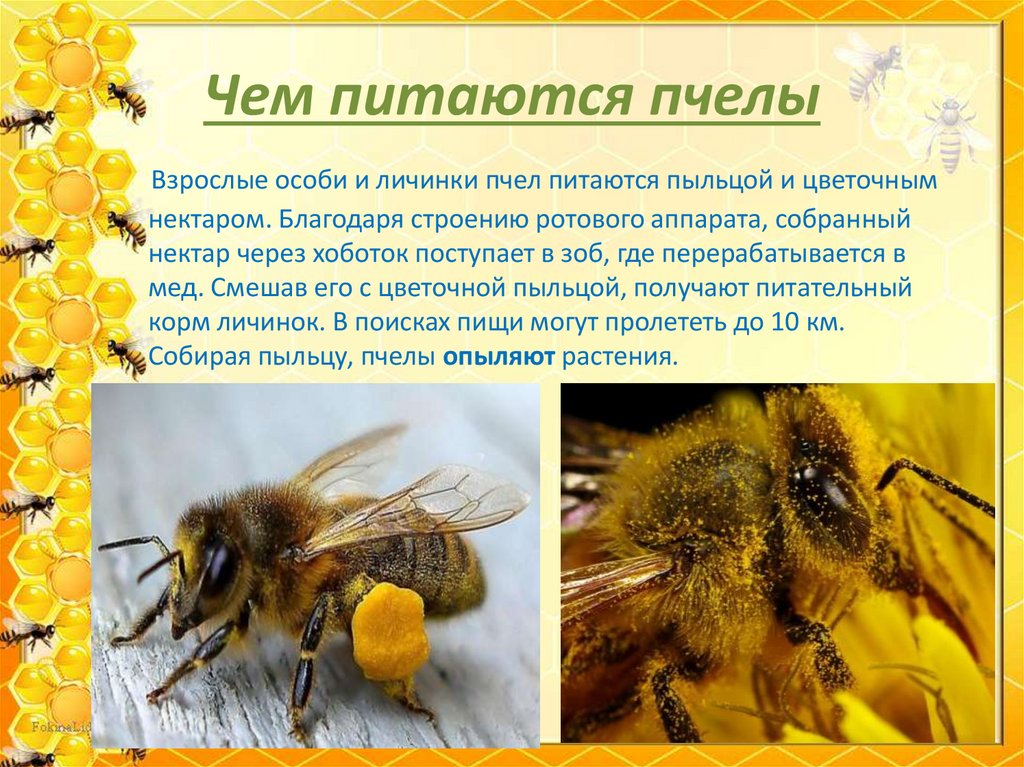 Презентация про пчел