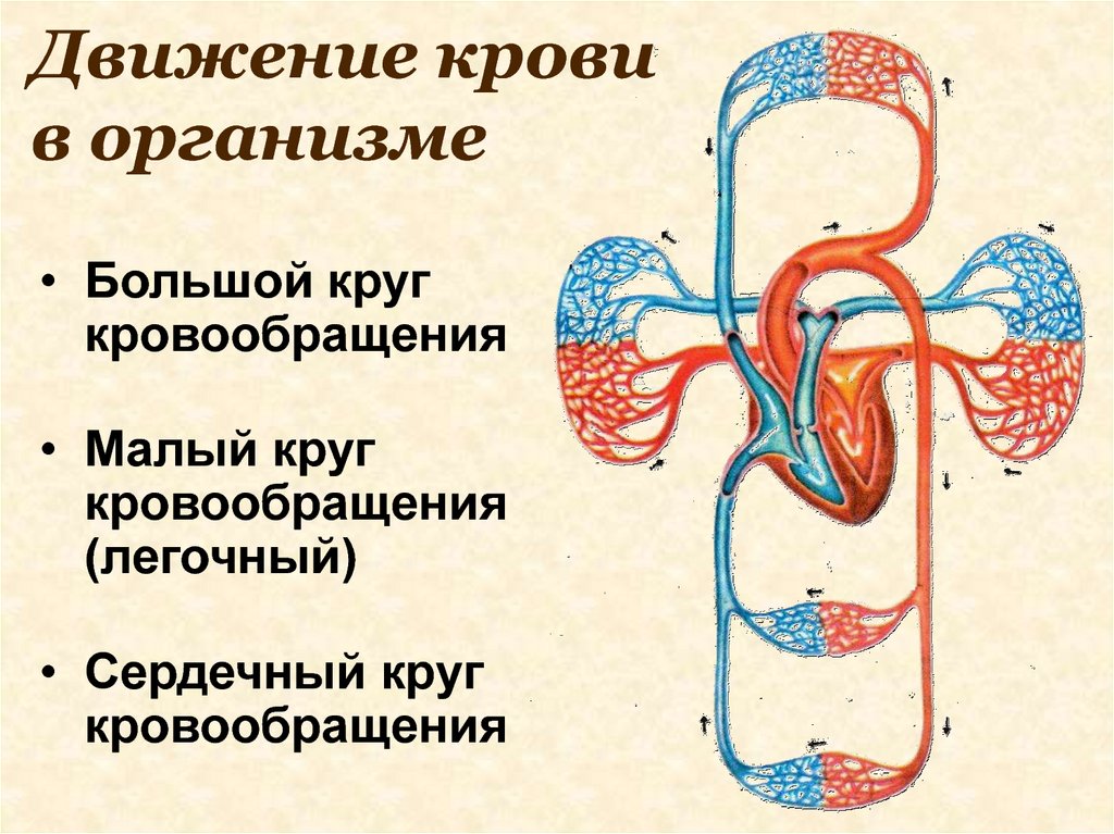 Круги кровообращения роль. Движение крови по кровеносным сосудам человека. Схема движения крови в организме. Схема кровообращения. Малый круг кровообращения.