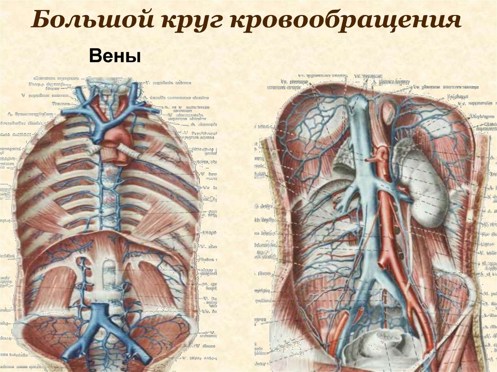 Вены кругов кровообращения