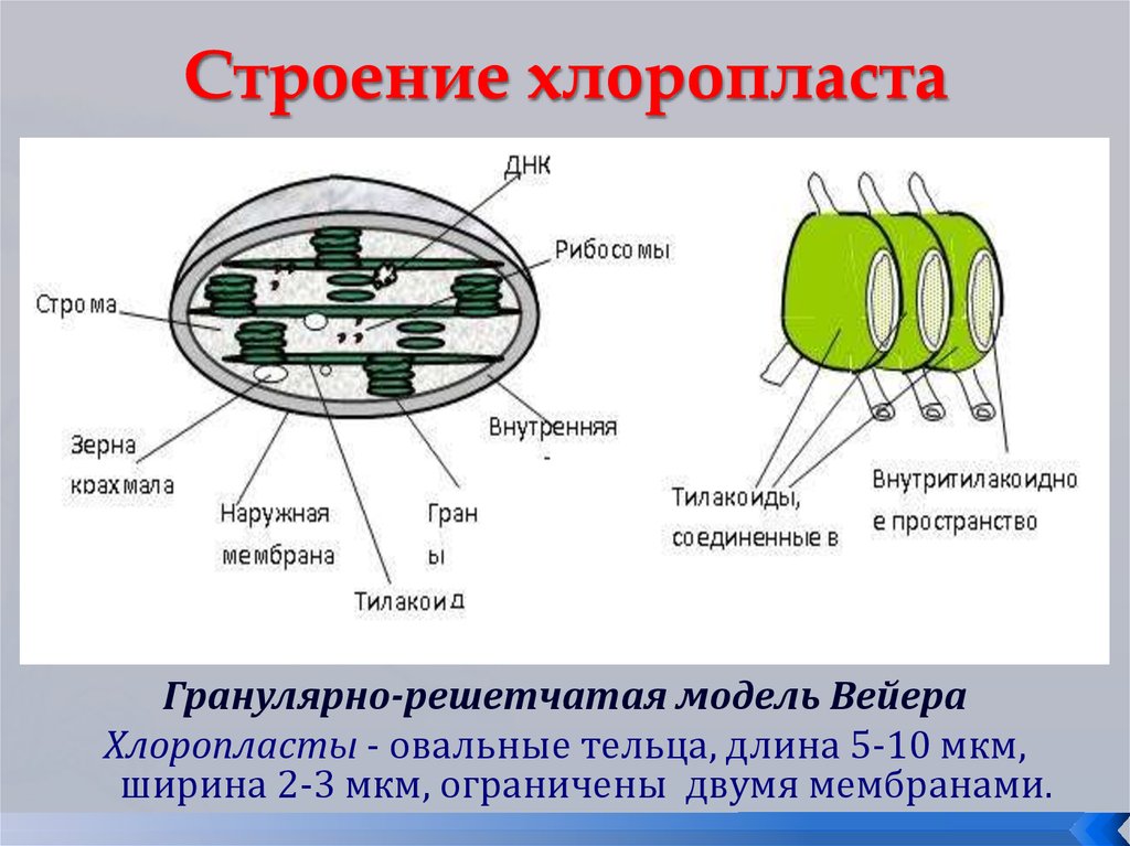 Сходство хлоропластов