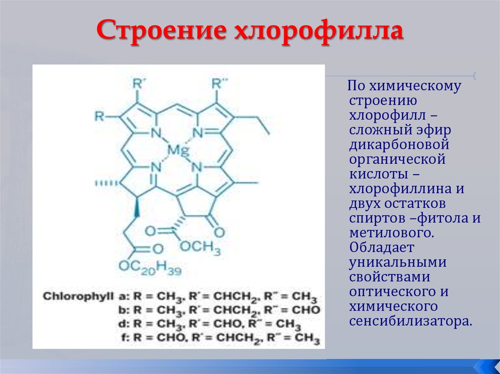 Пигмент хлорофилла содержится