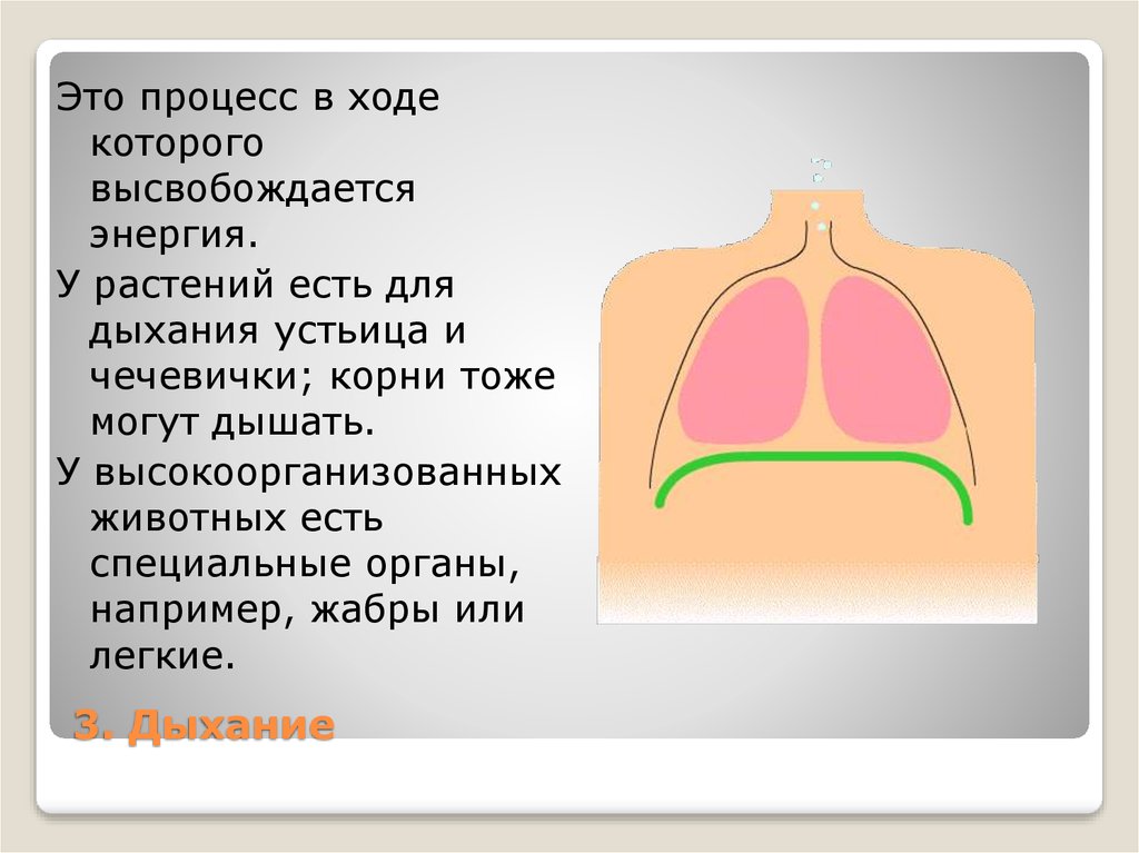 Специальных органов дыхания. Процесс дыхания. Специальные дыхательные органы у растений. Органы дыхание чечевички. Какие органы дыхания есть у растений.