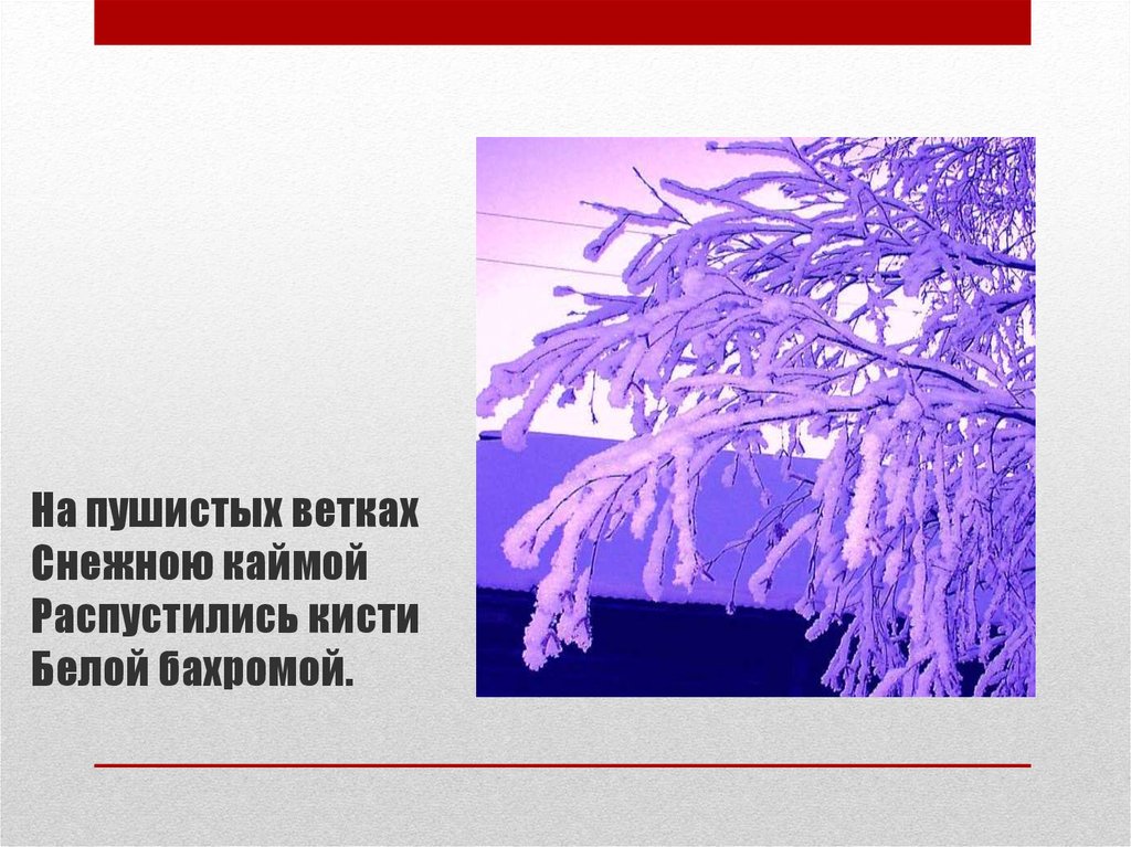 Каймой ветках распустились. На пушистых ветках снежною каймой распустились кисти белой бахромой. На пушистых ветках снежною каймой. На пушистых ветках снежною каймой распустились. Каймой распустились кисти белой бахромой.