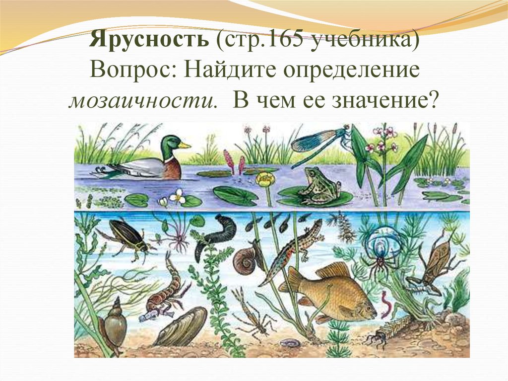 Изучение искусственных сообществ и их обитателей. Биоценоз озера рис. Экосистема водоема. Природные сообщества и их обитатели. Экосистема водоема для дошкольников.