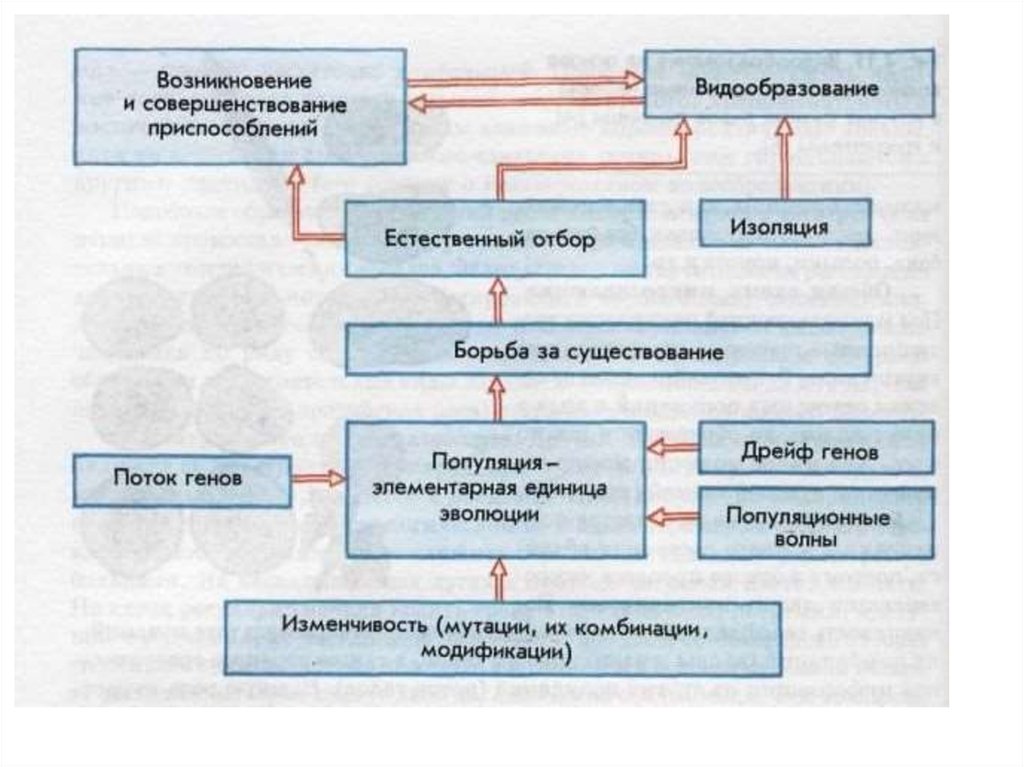 Определите какой эволюционный процесс изображен на схеме что является движущими силами факторами