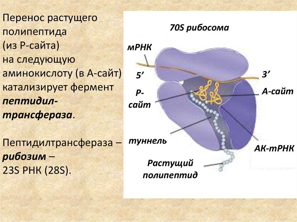 Рибосомы синтезируют полипептиды. Рибосомы 80s. Строение рибосомы. 70s рибосомы. Рибосомы 70s типа.