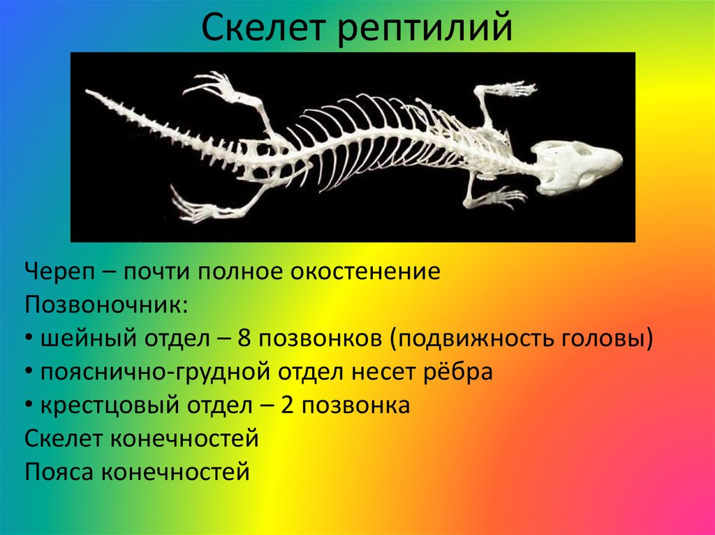 Какой отдел скелета есть у пресмыкающихся. Скелет пресмыкающихся 7 класс биология. Скелет ящерицы строение скелета. Строение скелета ящерицы. Скелет пресмыкающихся 7 класс.