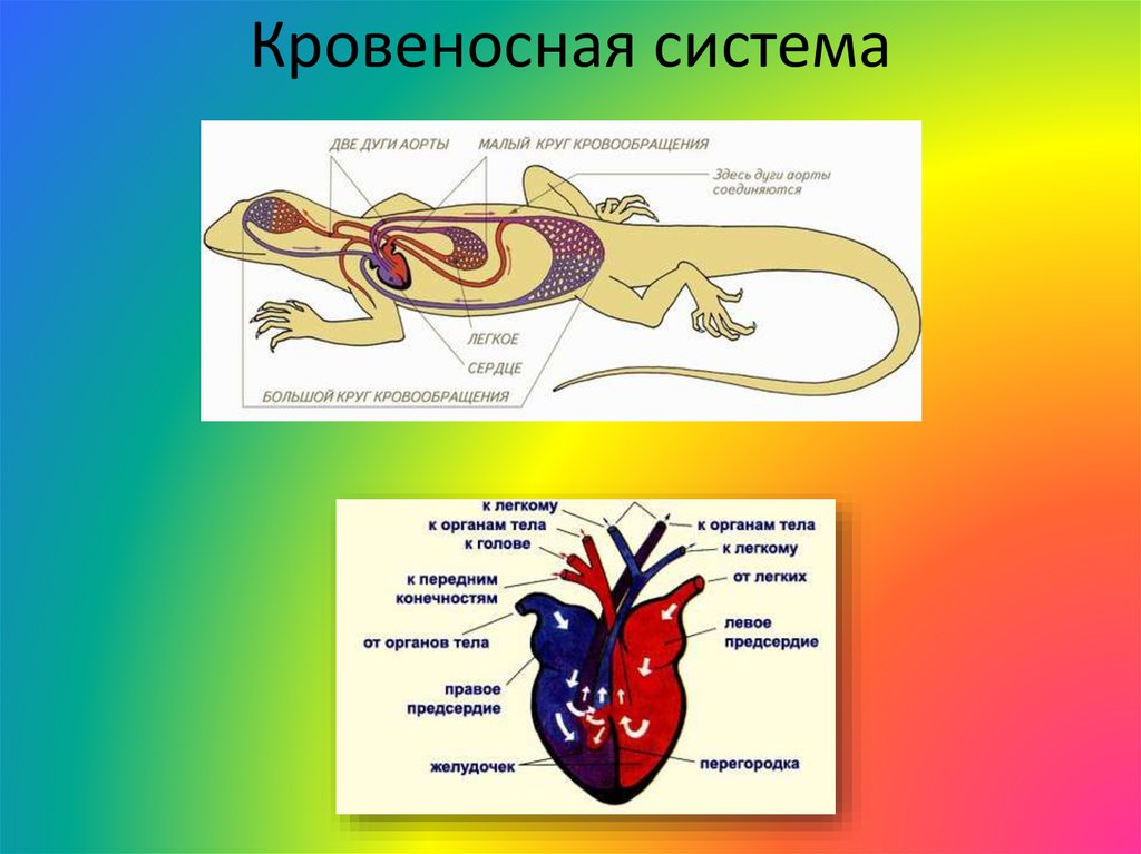Камеры сердца у рептилий. Кровеносная система пресмыкающихся сердце. Кровеносная система змеи схема. Кровяная система пресмыкающихся. Строение кровеносной системы рептилий схема.