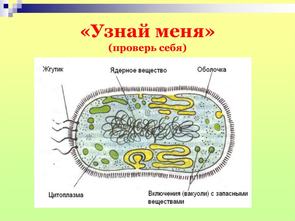 Тест по биологии по теме бактерии