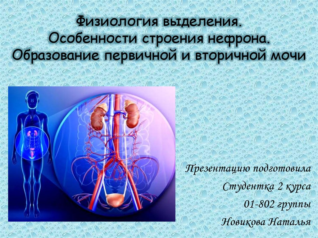 Органы выделения мочи человека. Выделительная система нормальная физиология. Физиология выделения. Физиология органов выделения. Система выделения физиология.