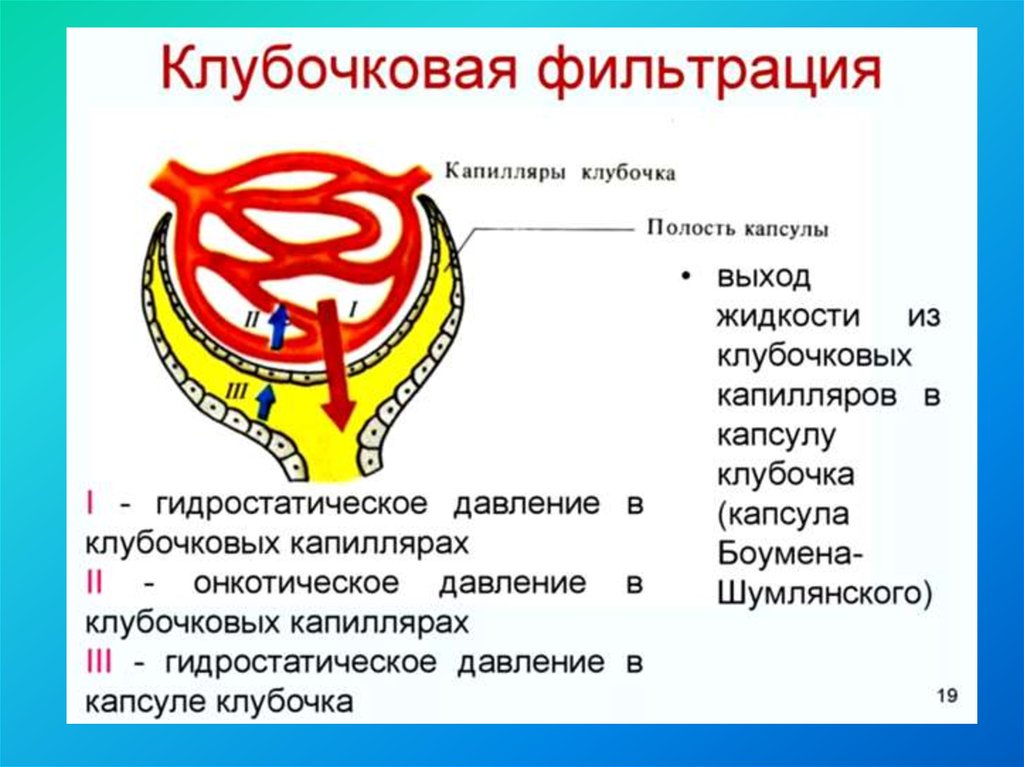 Клубочковая фильтрация это. Клубочковая фильтрация почек. Схема клубочковой фильтрации почек. Механизм клубочковой фильтрации схема. Клубочковая фильтрация мочи.