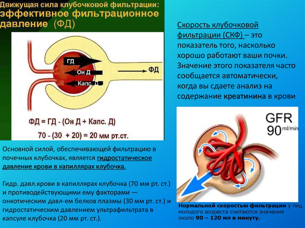 Клубочковая фильтрация это. Клубочковая фильтрация почек. Движущие силы клубочковой фильтрации. Клубочковая фильтрация давление. Факторы влияющие на процесс клубочковой фильтрации.