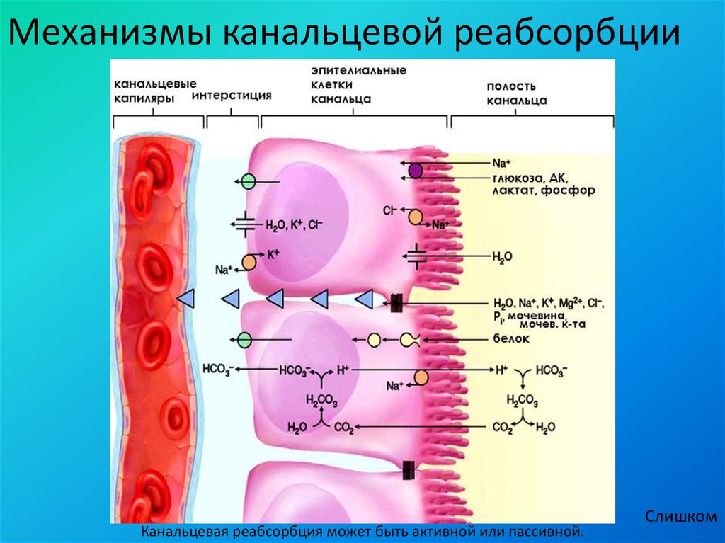 Реабсорбция. Реабсорбция канальцев. Механизм реабсорбции воды в почках. Процессы канальцевой реабсорбции.. Канальцевая реабсорбция механизмы.