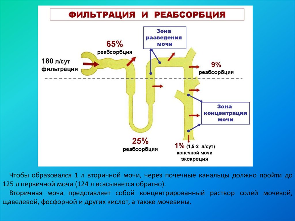 Схема строения нефрона физиология