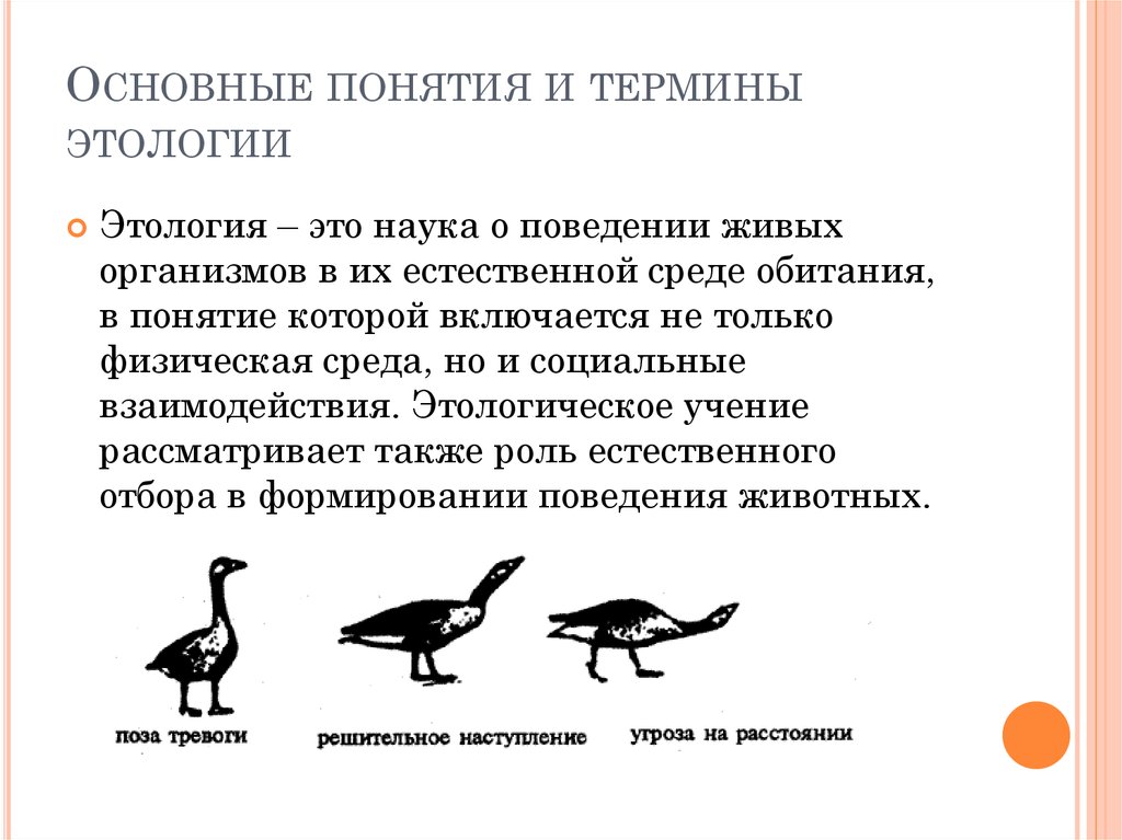 Этология это. Этология это наука изучающая в биологии. Этология. Наука изучающая поведение животных. Этология птиц.