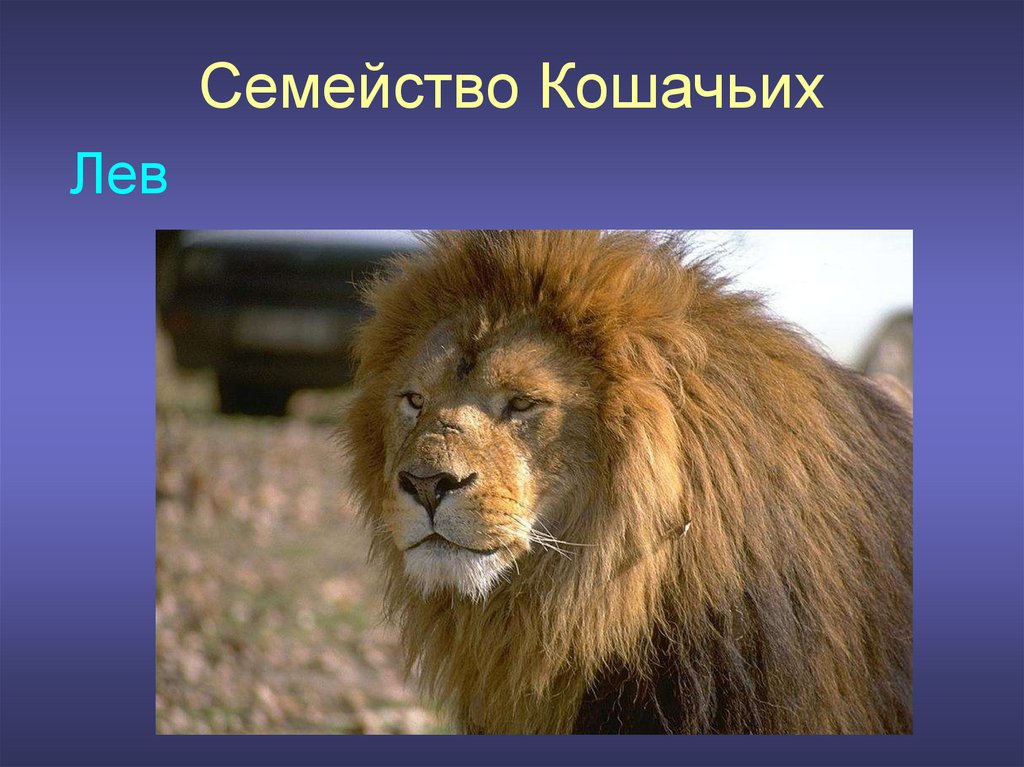 1 июля лев. Лев для презентации. Проект про Льва. Лев слайд. Презентация на тему львы.