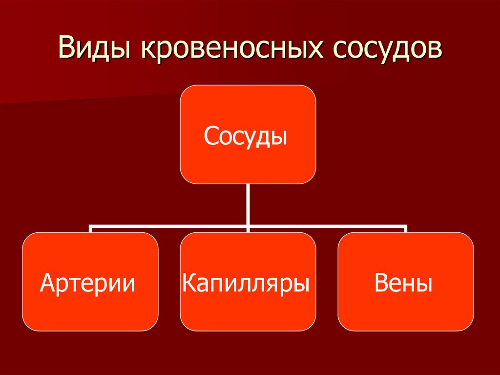 Типы кровеносных сосудов. Виды кровеносных сосудов. Кластер 