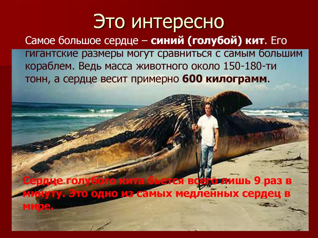 Сердце синего кита весит семьсот килограммов. Синий кит. Сколько тонн весит синий кит.