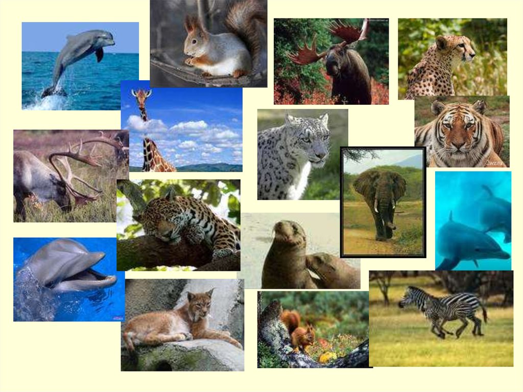 Как можно объяснить высокое разнообразие животных. Многообразие млекопитающих. Класс млекопитающие многообразие. Млекопитающие несколько. Млекопитающие коллаж.