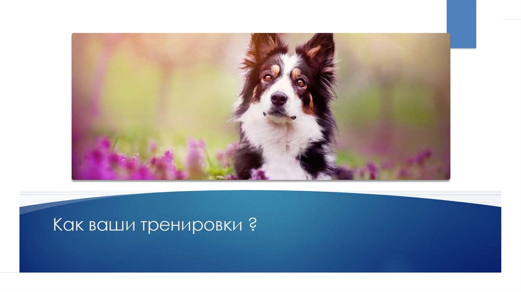 Как ваши тренировки ?