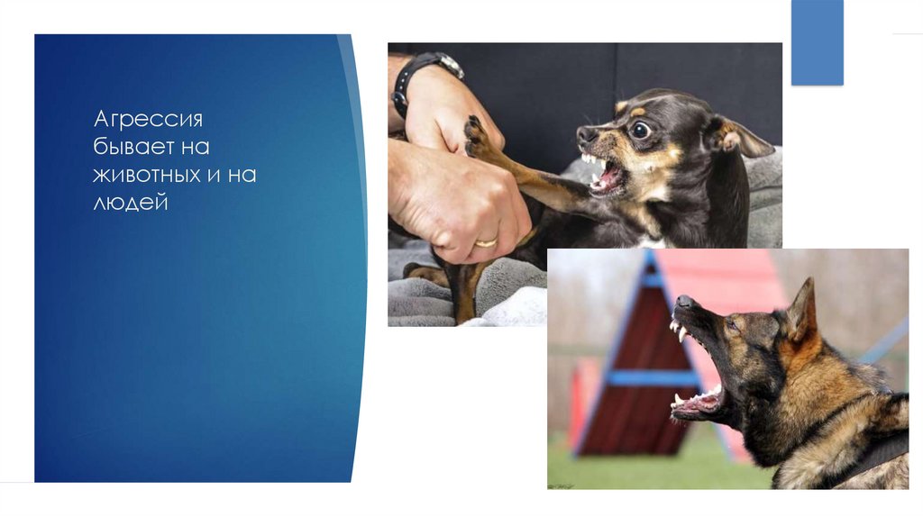 Агрессия бывает на животных и на людей