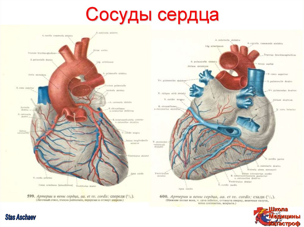 Сердце снизу. Сосуды сердца спереди анатомия. Строение сердца коронарные сосуды.