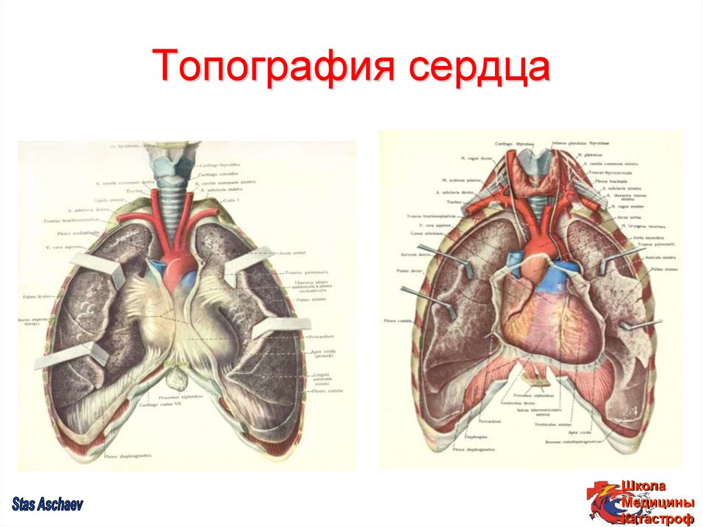 Топография сердца животных