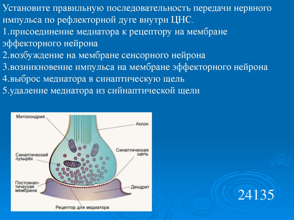 Передача нервного импульса. Порядок передачи нервного импульса. Передача нервного импульса по рефлекторной. Передача нервного импульса по рефлекторной дуге внутри ЦНС.