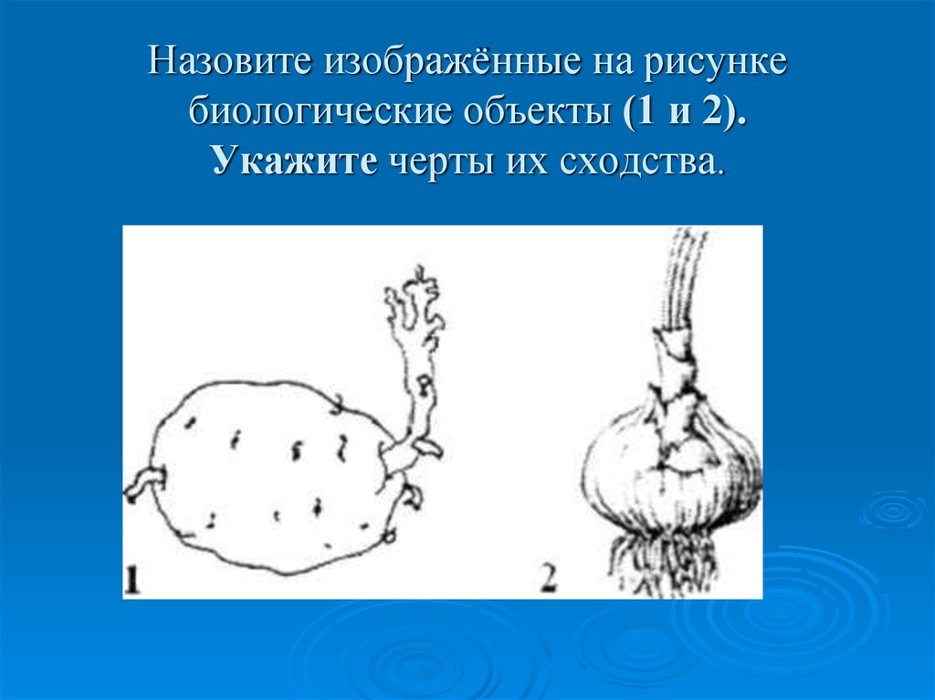 Что объединяет и в чем отличие биологических объектов изображенных на рисунке картофель и побег