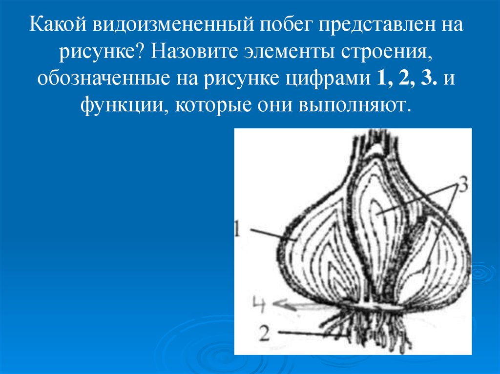 Какой видоизмененный побег представлен на рисунке