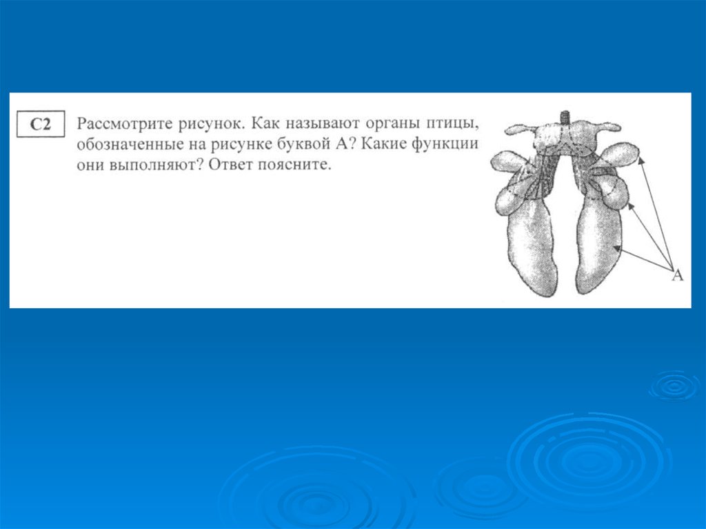 Какую функцию выполняет орган человека обозначенный на рисунке буквой а