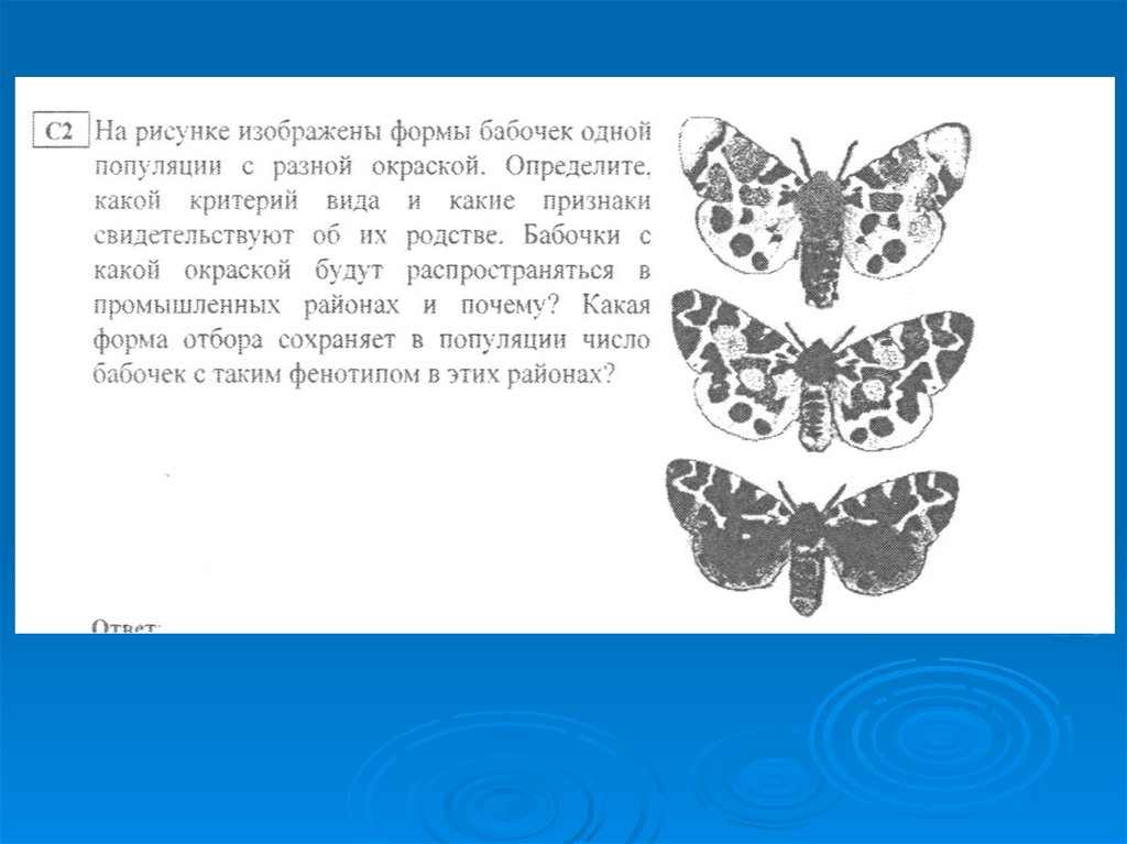 Какой критерий вида свидетельствует о принадлежности изображенных на рисунке