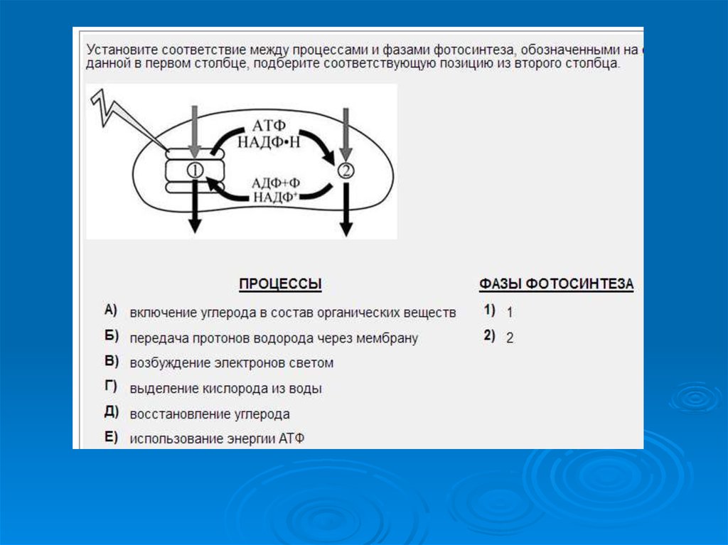 Установите соответствие между характеристиками и органическими веществами. Установите соответствие между процессами и фазами фотосинтеза. Установите соответствие между процессами и стадиями фотосинтеза. Установите позиции между процессами и фазами фотосинтеза. Процессы и фазы фотосинтеза установите соответствие.