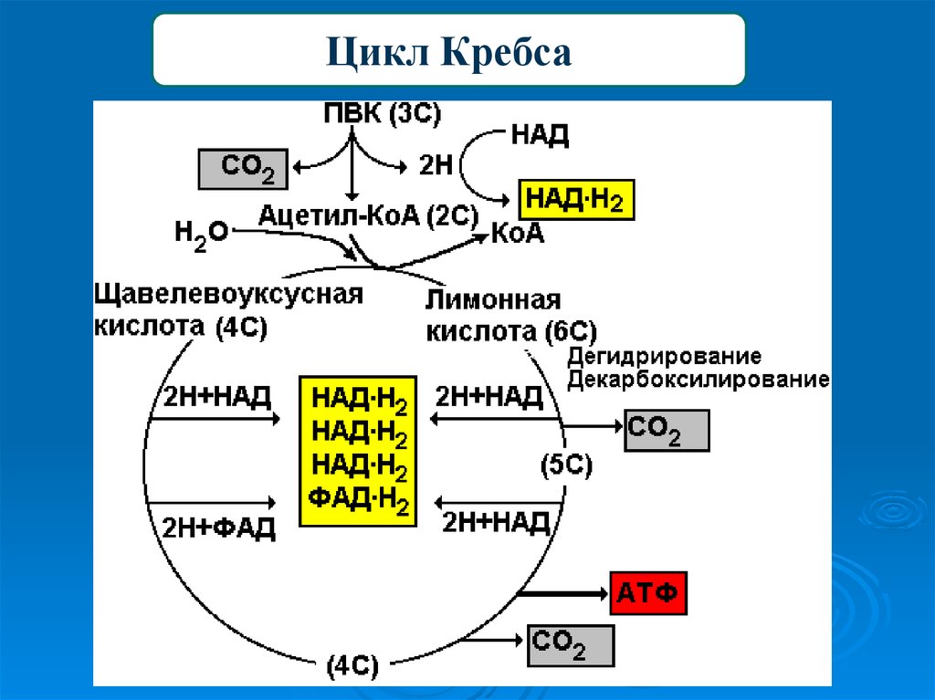 Пировиноградная кислота сколько атф. Схема клеточного дыхания цикл Кребса. Энергетический обмен веществ цикл Кребса. Этапы энергетического обмена цикл Кребса. Цикл Кребса схема в митохондриях.