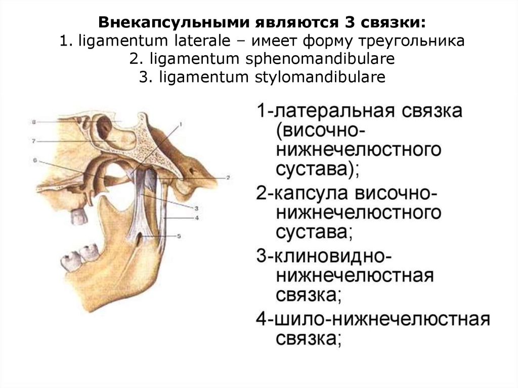 Соединение нижнечелюстной и височной кости. Связки ВНЧС. Внутрикапсулярные связки сустава ВНЧС. Суставная щель височно-нижнечелюстного сустава в норме.