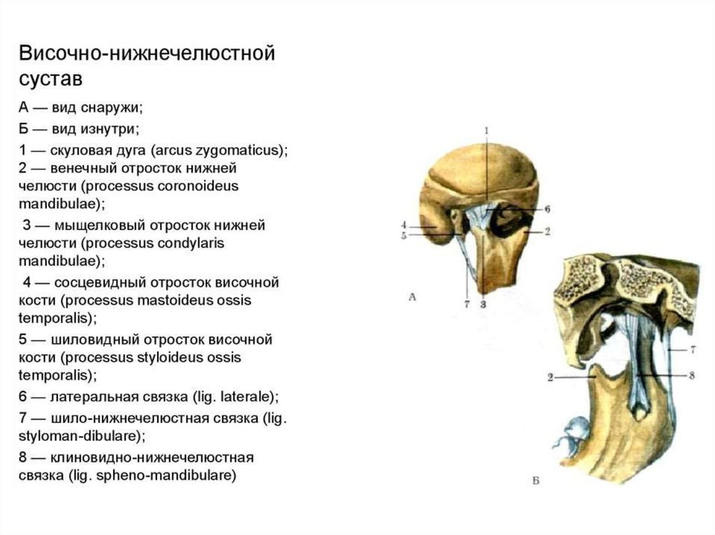 Анатомия внчс презентация